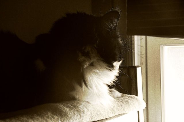 Cat - Window Light